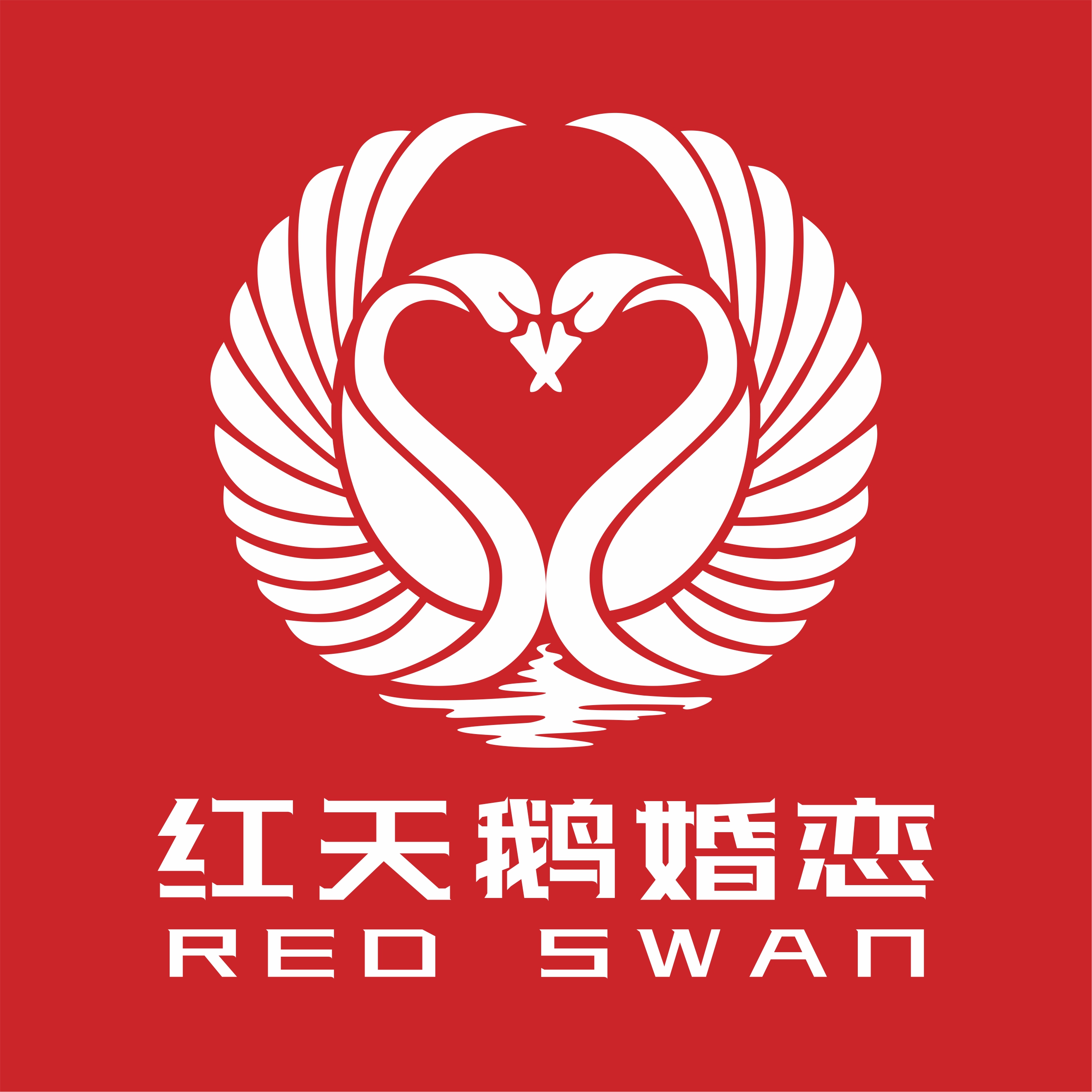 红天鹅婚恋